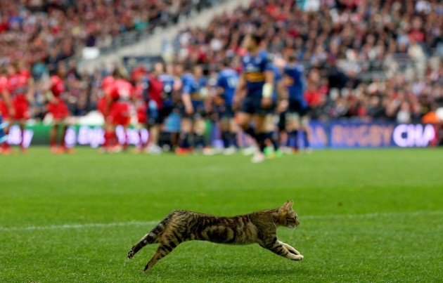 A stray cat crosses the field
