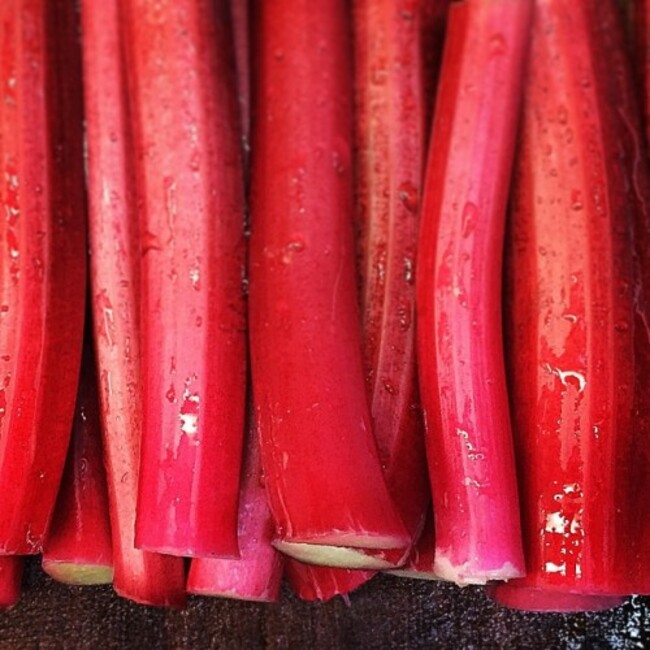 #Rhubarb picked from the #WalledGarden @ballymaloe_house on a very windy #April morning - #SimplyDelicious #RealFood #IrishFood #Pink #Red #Vivid #Dessert #ItDosentGetBetterThanThis
