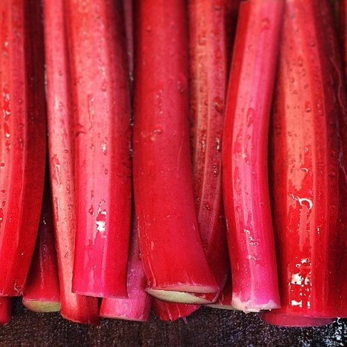 #Rhubarb picked from the #WalledGarden @ballymaloe_house on a very windy #April morning - #SimplyDelicious #RealFood #IrishFood #Pink #Red #Vivid #Dessert #ItDosentGetBetterThanThis