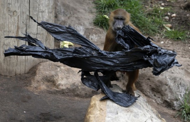 Baboons at Yorkshire Wildlife Park