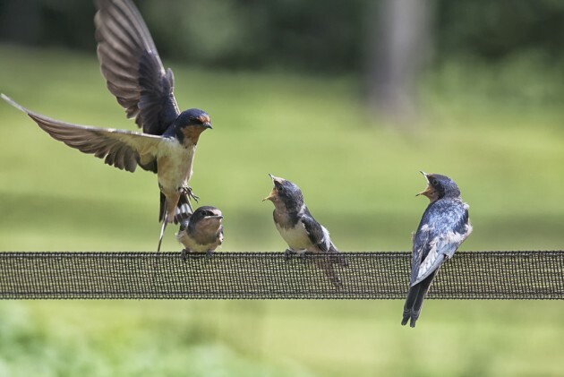 The Swallows Are Back From Africa And That Means Summer Has Officially 