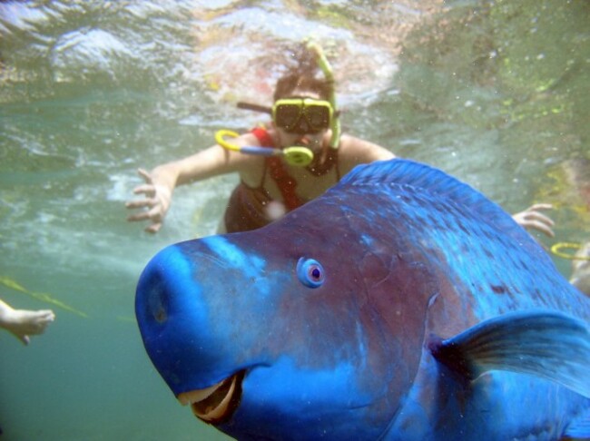 Parrot Fish Photobomb