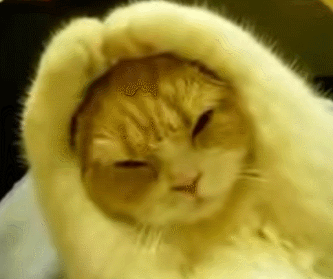 cat gif