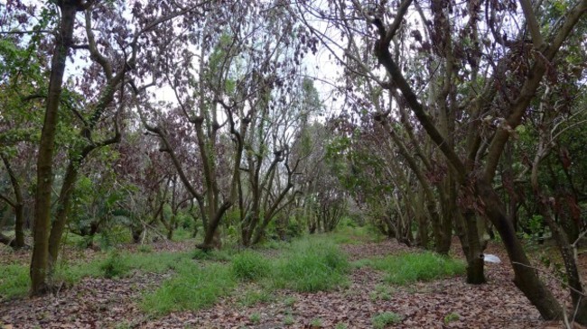 Avocado trees