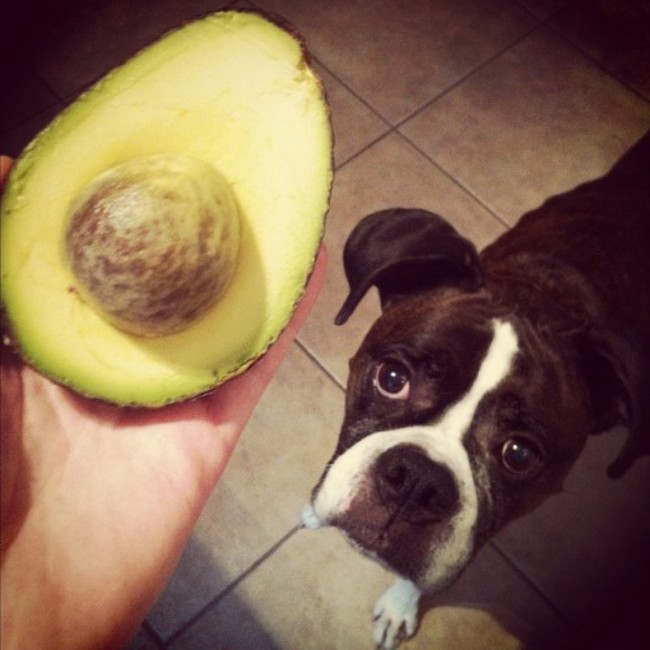 Avocado boxer dog Morrie.