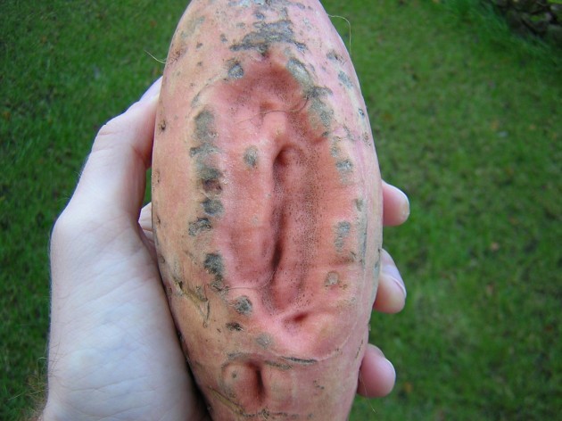 TIL a yam that looks like a vagina is the top result when you Google Image search rude
