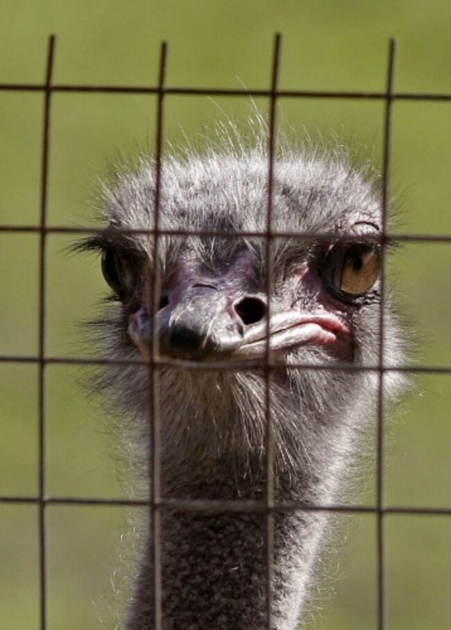 South Africa Ostrich