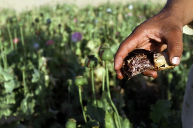 Afghanistan Poppy Harvest