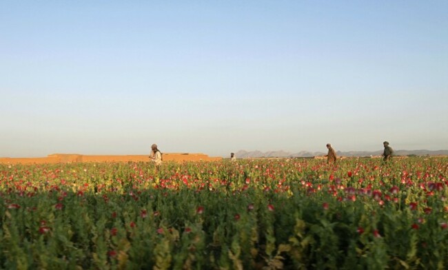 Afghanistan Poppy Harvest