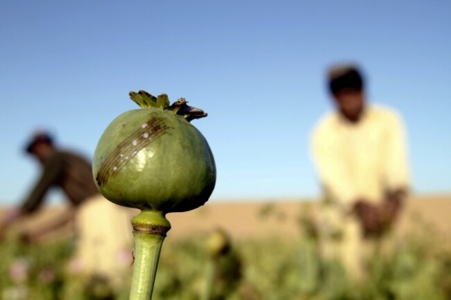 Afghanistan Poppy Harvest