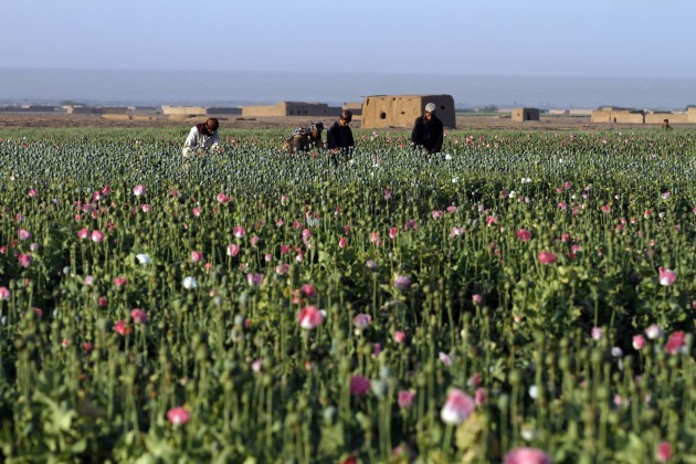 Afghanistan Poppy Harvest