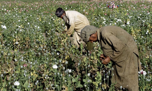 Afghanistan Poppy Harvest