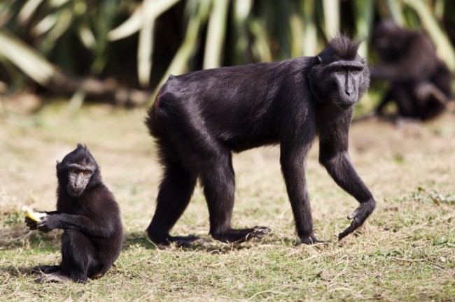 DublinZoo_Macaque07