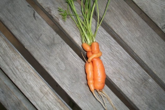 carrot-hug_2