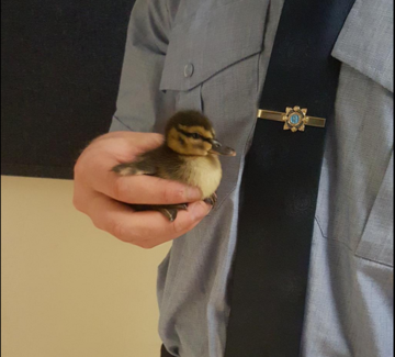 Duck one