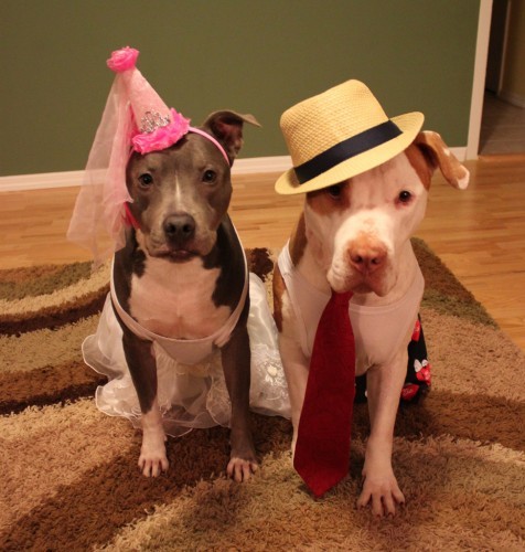 Two Pit Bulls in Costume
