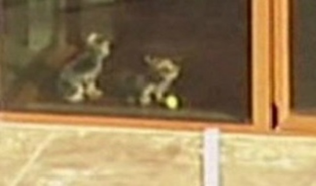 dogs