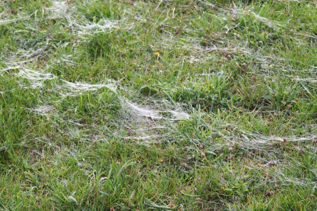 Spider web ballooning