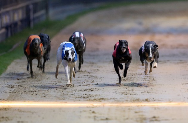 Greyhound Racing - William Hill Derby - Final - Wimbledon Stadium