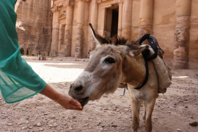 Feeding the donkey