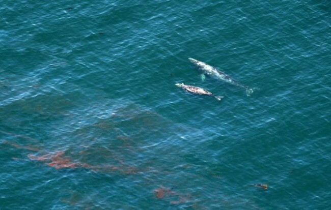 California Oil Spill