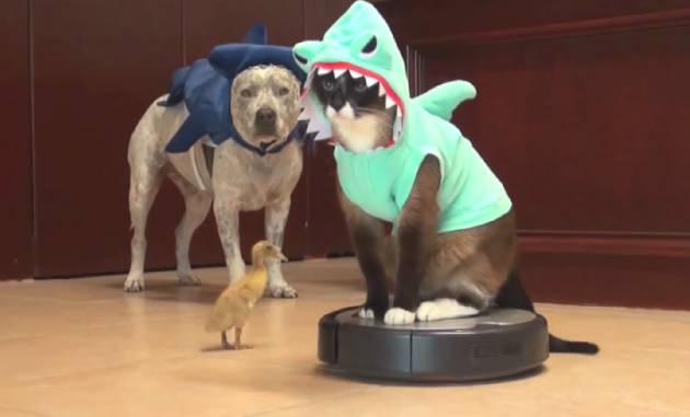 sharkcostume