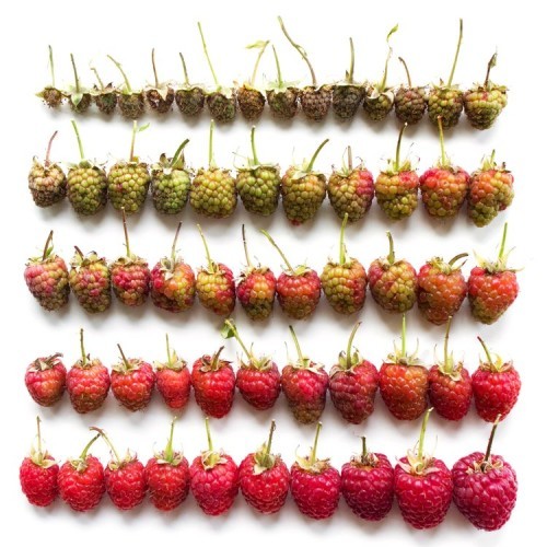 raspberries-arranged