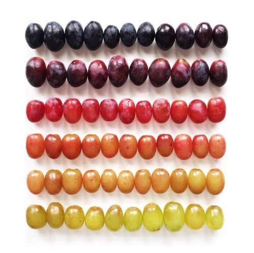 grapes-organized-by-color