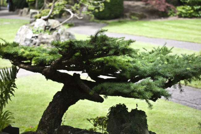 Kildare - The Japanese Gardens at Tully