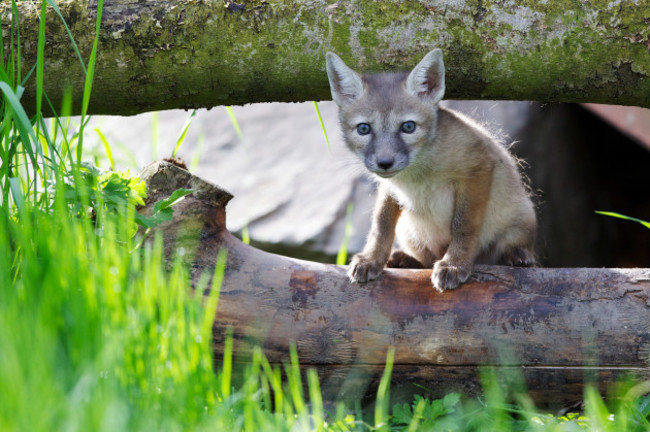 Tayto Park Corsac Foxes 4