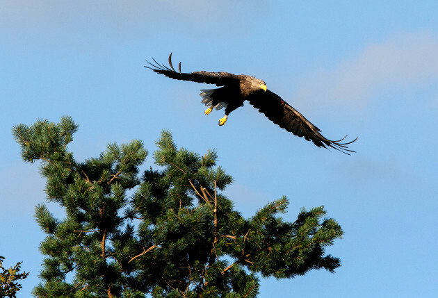 Rare White Tailed Eagle Chicks Hatched In Four Irish Counties
