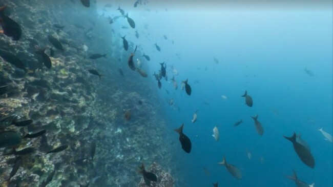 these-steep-underwater-sea-mountains-known-as-gordons-rocks-in-the-galapagos-islands-provide-a-habitat-for-a-whole-variety-of-marine-life