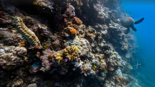 the-colorful-tydeman-reef-is-part-of-the-great-barrier-reef-and-is-situated-just-off-from-the-australian-land-mass-at-cape-melville