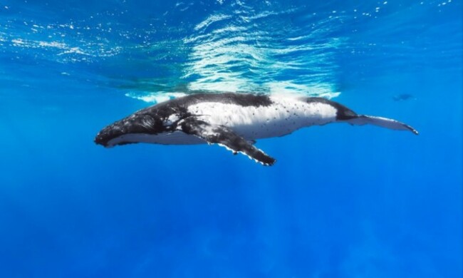 this-humpback-whale-was-spotted-at-the-designated-whale-sanctuary-at-raratonga-in-the-cook-islands