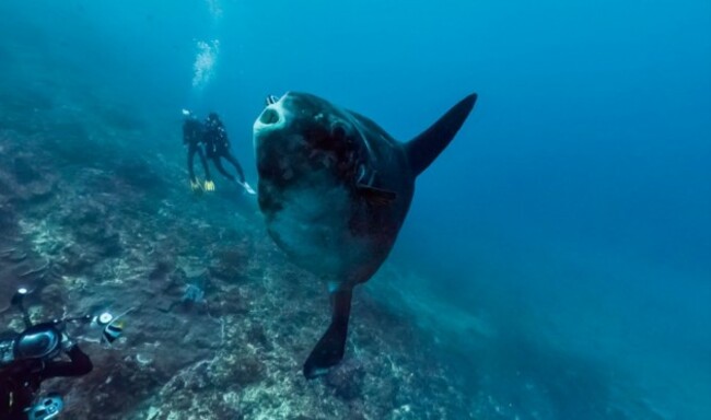 giving-us-a-wave-here-is-an-ocean-sunfish-the-heaviest-bony-fish-in-the-world-adults-can-weigh-up-to-2000-kg-this-one-was-spotted-in-the-crystal-bay-indonesia