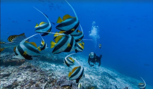 the-sea-just-north-of-muli-kandu-in-the-maldives-attracts-lots-of-colorful-fish-including-oriental-sweetlips
