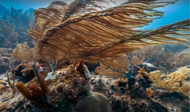 this-stunning-shot-was-taken-in-the-shoal-bay-off-the-small-caribbean-island-anguilla