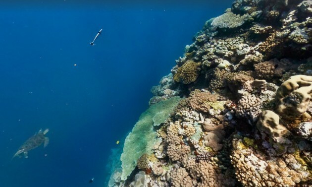 the-mantis-reef-is-one-of-the-best-places-to-see-silver-tip-sharks-in-the-great-barrier-reef-system