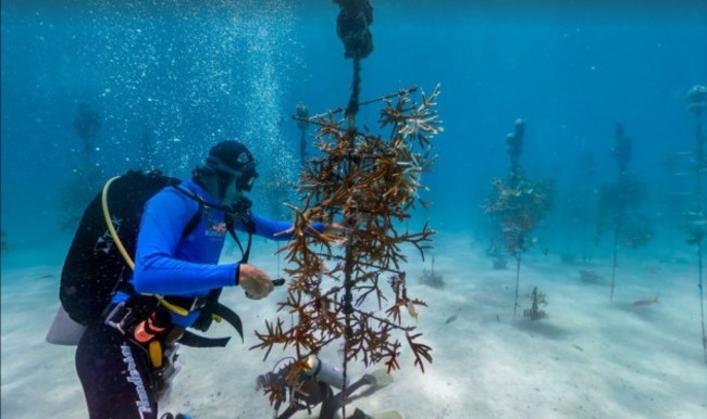 this-is-the-coral-nursery-in-the-florida-keys