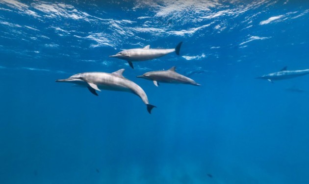 a-group-of-spinner-dolphins-so-called-because-they-are-famed-for-their-acrobatic-aerial-displays