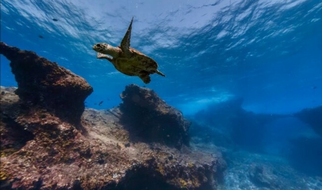 the-pedras-secas-offer-a-fun-dive-complete-with-bountiful-marine-life-and-a-60-foot-swim-through-tunnel-created-by-volcanic-rocks
