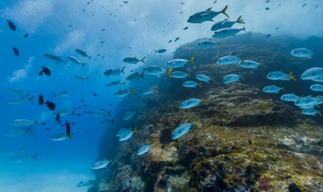a-school-of-fish-in-the-trinta-reis-dive-spot-in-fernando-de-noronha