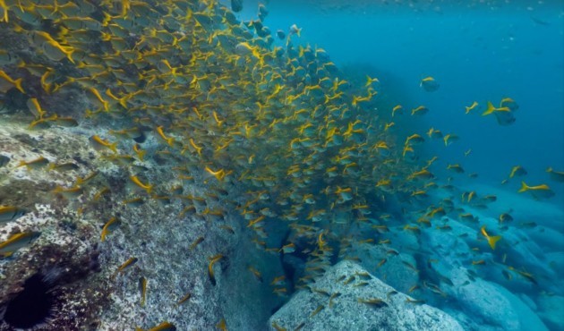 19 of the most stunning images from Google Street View... underwater