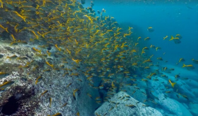 this-beautiful-underwater-environment-is-found-in-manlys-fairy-bower-just-off-the-famous-sydney-beach-manley
