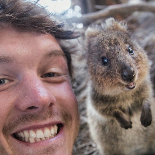 Face to face. That's a super rare teeth grinning adorable Quokka on the left... (yes the left) and some guy with his mouth open on the right.