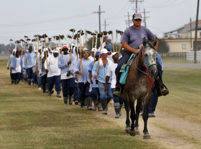 Prison Horses