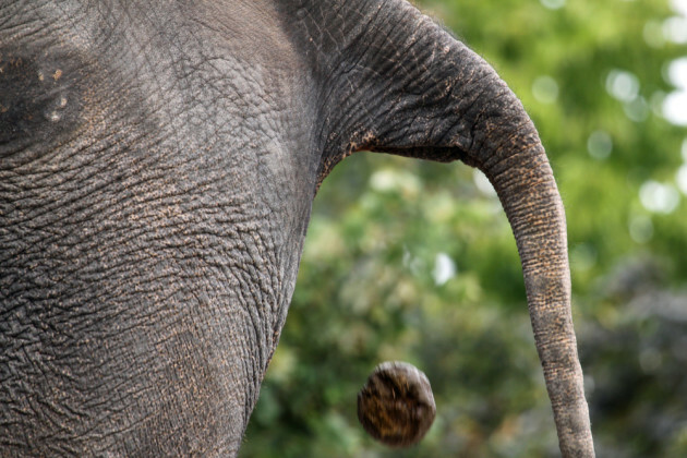 Coffee Made With Elephant Dung Is The Coolest Newest Thing