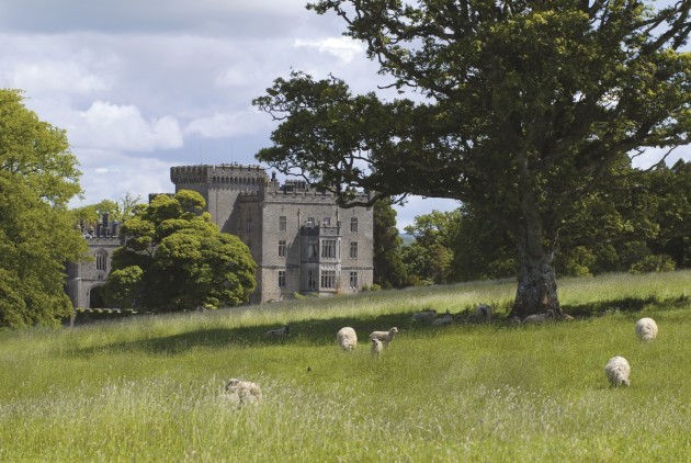 Repro Free - Markree Castle's resident flock of sheep