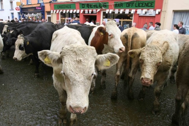 File Photo: A dairy cow has died on a farm in County Louth of suspected BSE (mad cow disease). A further test is needed to confirm the cow was infected. It is expected the second result will be known in a week. The last case of the disease in Ireland was