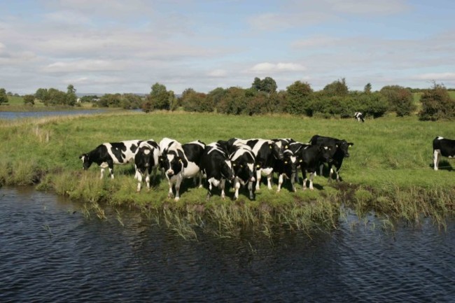 File Photo: A dairy cow has died on a farm in Coun